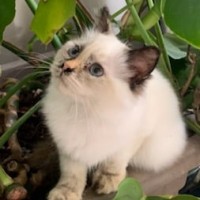 Logo Eleveur De Chat Gironde