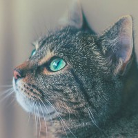 Logo Le Monde Des Chats